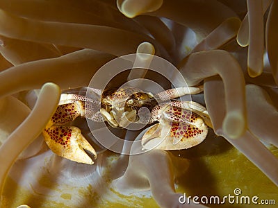 Porcelain Crab Stock Photo