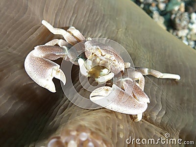 Porcelain Crab Stock Photo