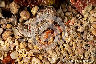 Porcelain crabs, Porcellanidae Stock Photo