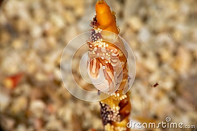 Porcelain crabs, Porcellanidae Stock Photo