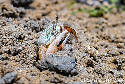 Porcelain Fiddler Crab Stock Photo