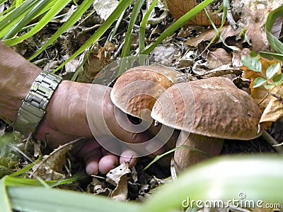 A porcine fungus Stock Photo