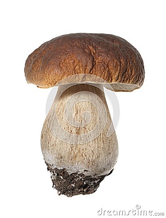 Porcini Stock Photo