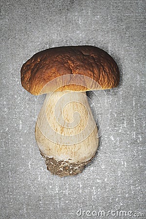 Porcini Stock Photo