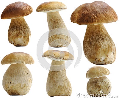 Porcini (Boletus edulis) set isolated Stock Photo