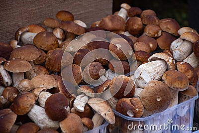 Porcini boletus mushrooms Stock Photo