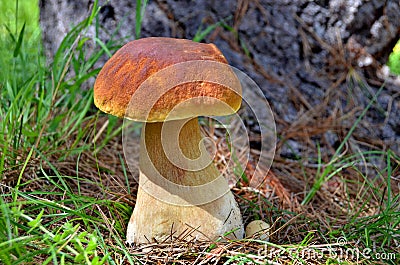 Porcini Mushroom Stock Photo
