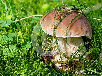 Porcini mushroom on a moss floor in the forest Stock Photo