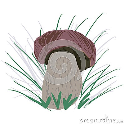 Porcini mushroom on white background Vector Illustration