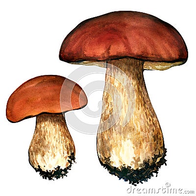 Porcini mushrooms. Cep on white background Stock Photo