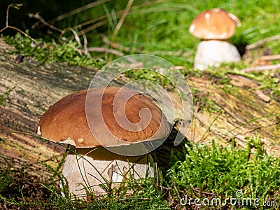 Porcini mushrooms stand in the forest. Mushroom time Stock Photo