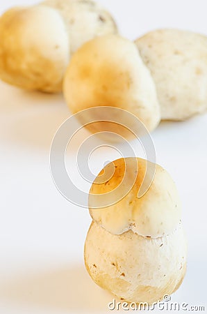 Porcino mushrooms Stock Photo