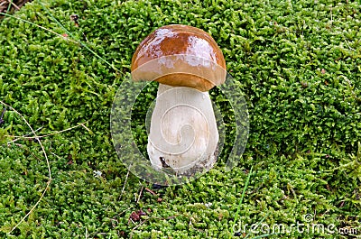 Porcino penny bun boletus edulis cep mushroom Stock Photo