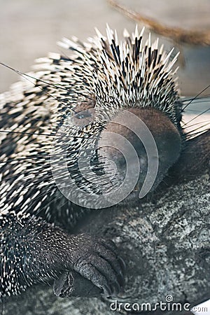 Porcupine Close up Stock Photo