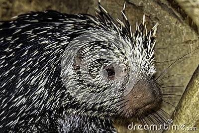 Porcupine Stock Photo