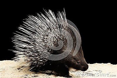 Porcupine isolated on black background Stock Photo