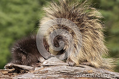 Porcupine Mom and Baby Stock Photo