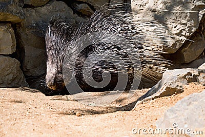 Porcupine with prickle Stock Photo