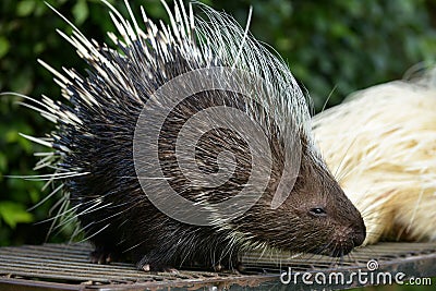 Porcupine Stock Photo