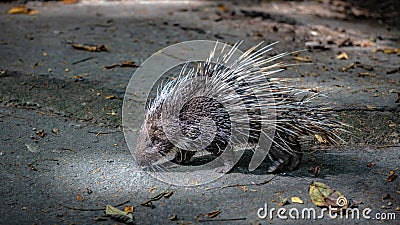 Porcupine Rodents And Sharp Spines Wildlife Animal Stock Photo