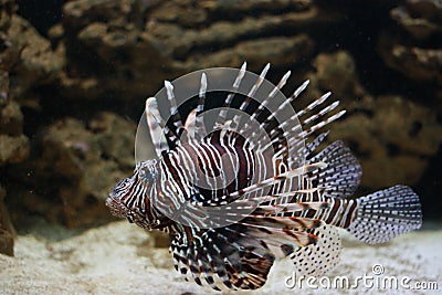 Porcupine striped fish Stock Photo