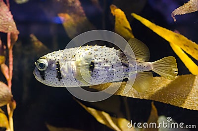 Porcupinefish Stock Photo