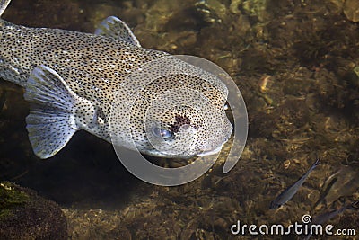 Porcupinefish Stock Photo