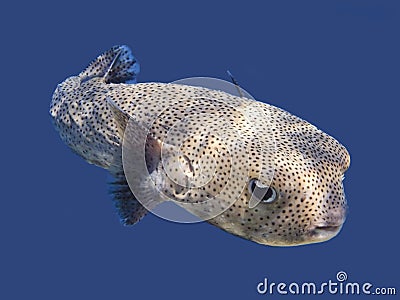 Porcupinefish Stock Photo