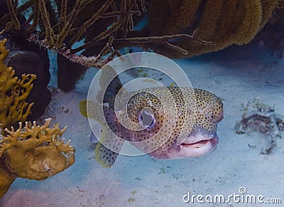 Porcupinefish (Diodon hystrix) Stock Photo