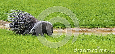 Porcupines looking for food in a grass field Stock Photo