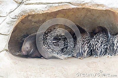 Porcupines Stock Photo