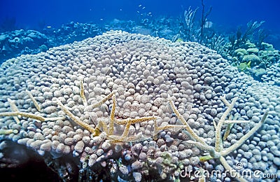 Porites porites, finger coral Stock Photo