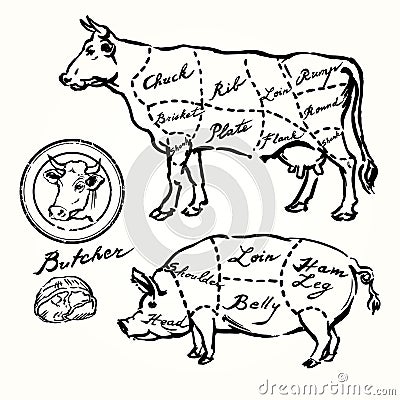 Pork and beef cuts Vector Illustration