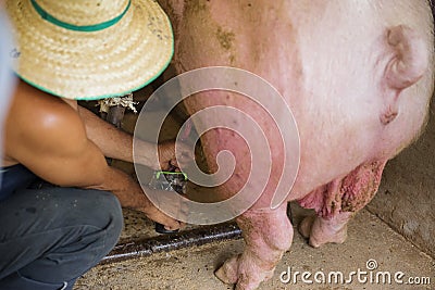 Pork insemination Stock Photo