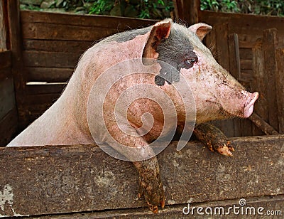 Pork Stock Photo