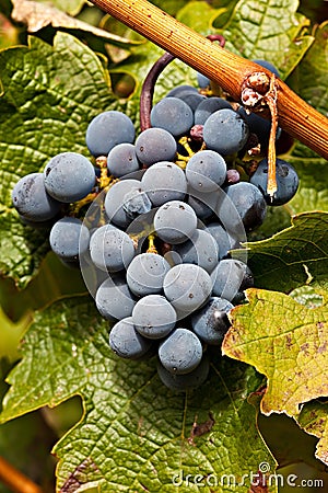 Port Wine Grapes on Vineyard Stock Photo