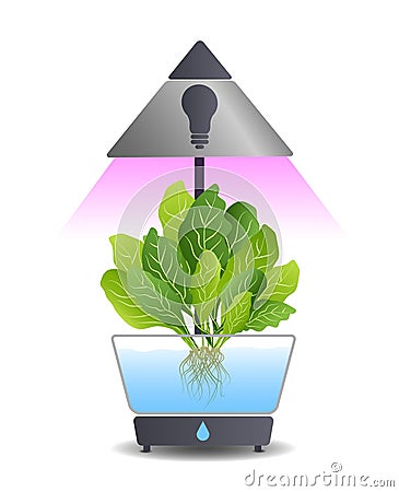 Portable hydroponic aeroponic system for eco-friendly growing of green lettuce, vegetables and herbs. With automatic Vector Illustration