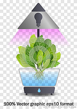 Portable hydroponic aeroponic system for eco-friendly growing of green lettuce, vegetables and herbs. With automatic Vector Illustration