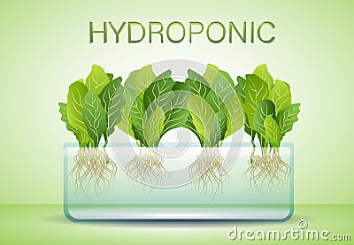 Portable hydroponic aeroponic system for eco-friendly growing of green lettuce, vegetables and herbs. Organic vegetable Vector Illustration