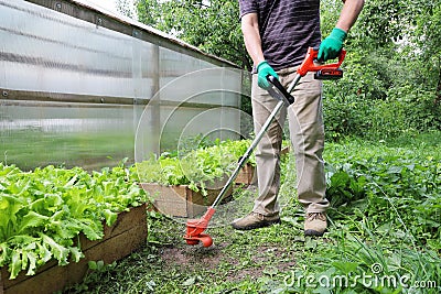 Portable trimmer for cutting grass and undesirable plant in hands of person In action Stock Photo