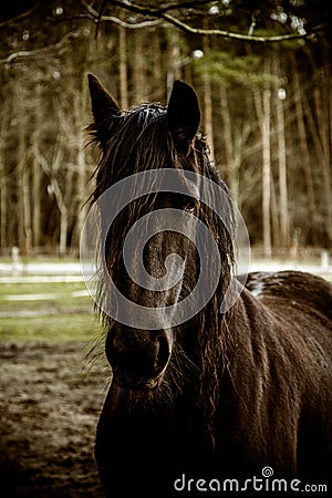 Portait of a beautiful black horse Stock Photo