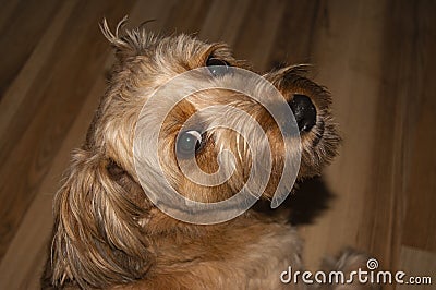 Portait of a cute dog animal mammal Stock Photo