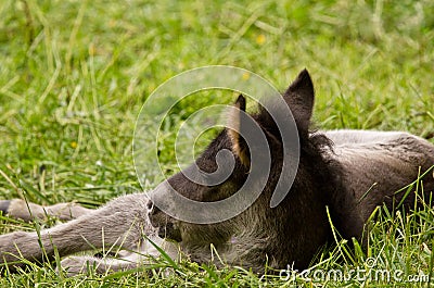 A portait of a cute sweet grey foal of an icelandic horse Stock Photo