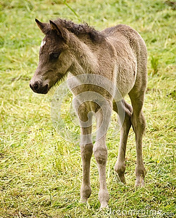 A portait of a cute sweet grey foal of an icelandic horse Stock Photo