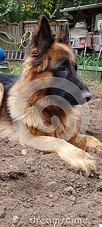 Portait of german shepherd Stock Photo