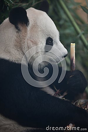Portait of giant panda Editorial Stock Photo