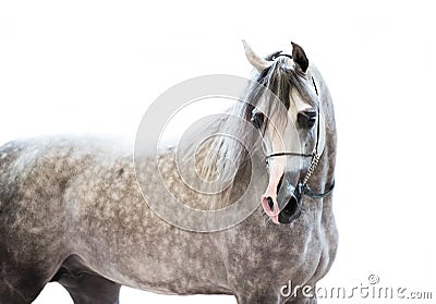 Portait of grey beautiful arabian stallion at white background Stock Photo
