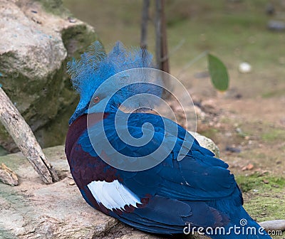 Portait of Grey crowned, africa Stock Photo
