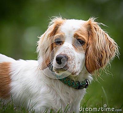 Portait Lemon & white Lemon roan English working cocker spaniel Stock Photo