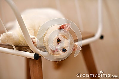 Portait of a lovely pet cat Stock Photo